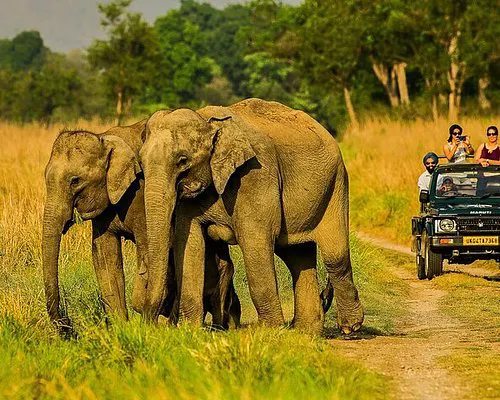 Jim Corbett Safari