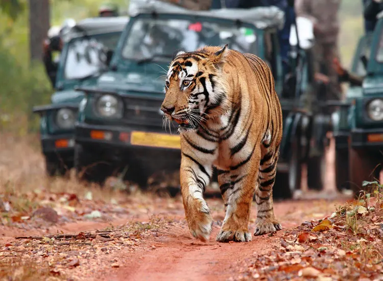 Jim Corbett Tour